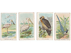 Wills's Animals and Birds 1900 4 Birds Cigarette Cards