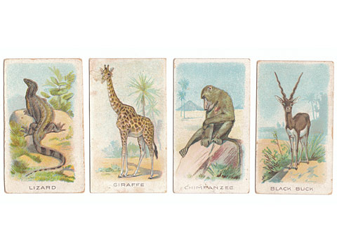 Wills Animals and Birds, 1900, 4 animals cigarette cards