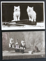 2 Vintage Photographic Cat Postcards